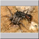 Priocnemis sp - Wegwespe 11b 8mm mit Wolfsspinne -  Lycosidae sp.jpg